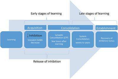 SSRI and Motor Recovery in Stroke: Reestablishment of Inhibitory Neural Network Tonus